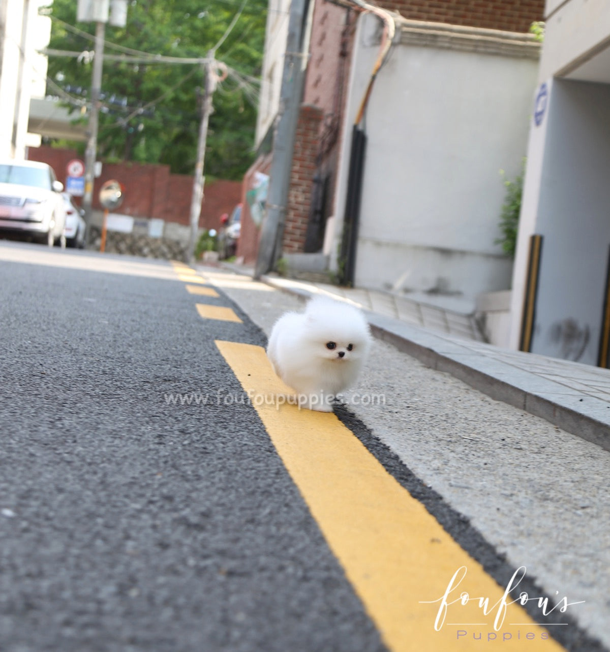 Miloni - Pomeranian M.