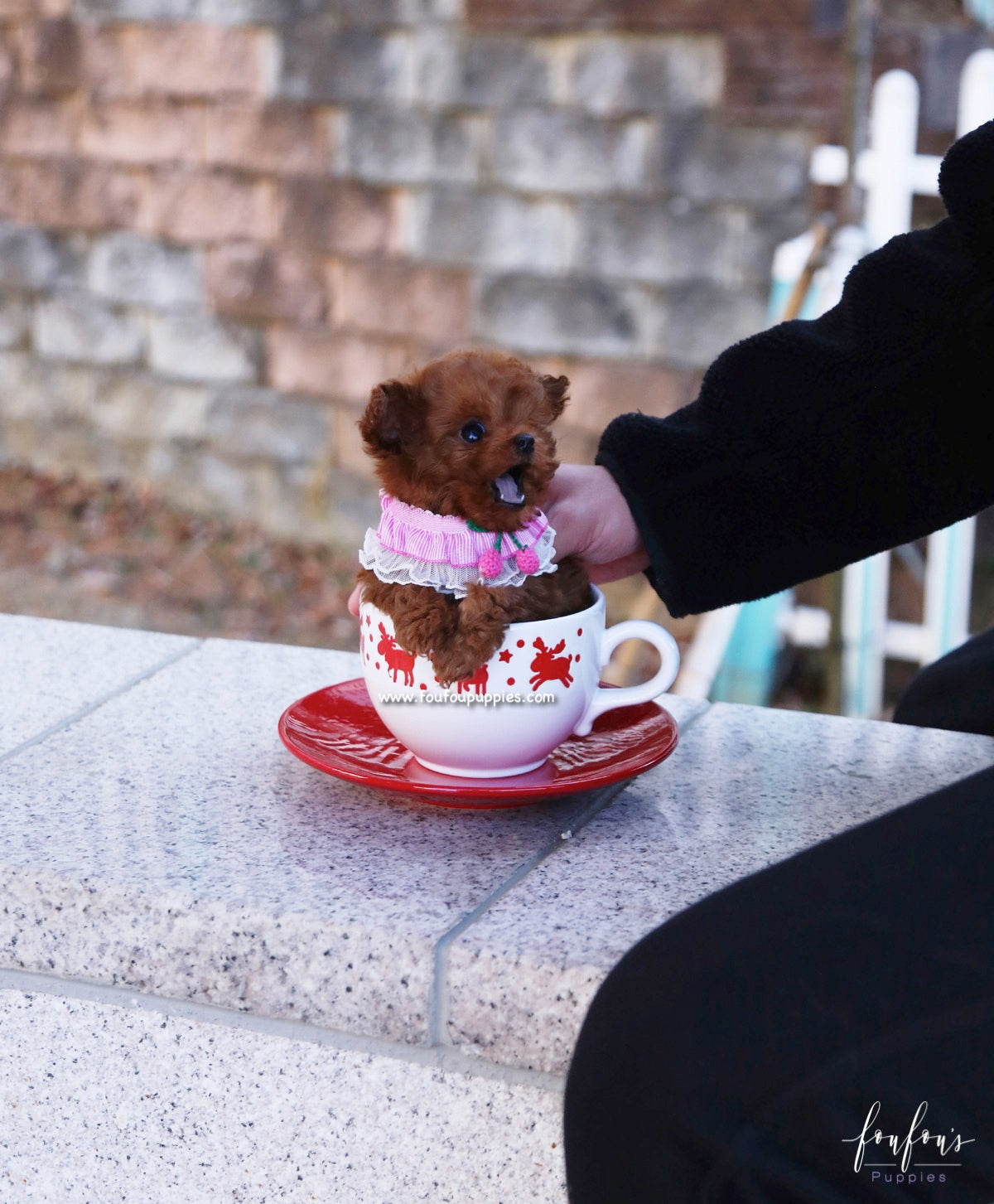 Prince - Poodle M.