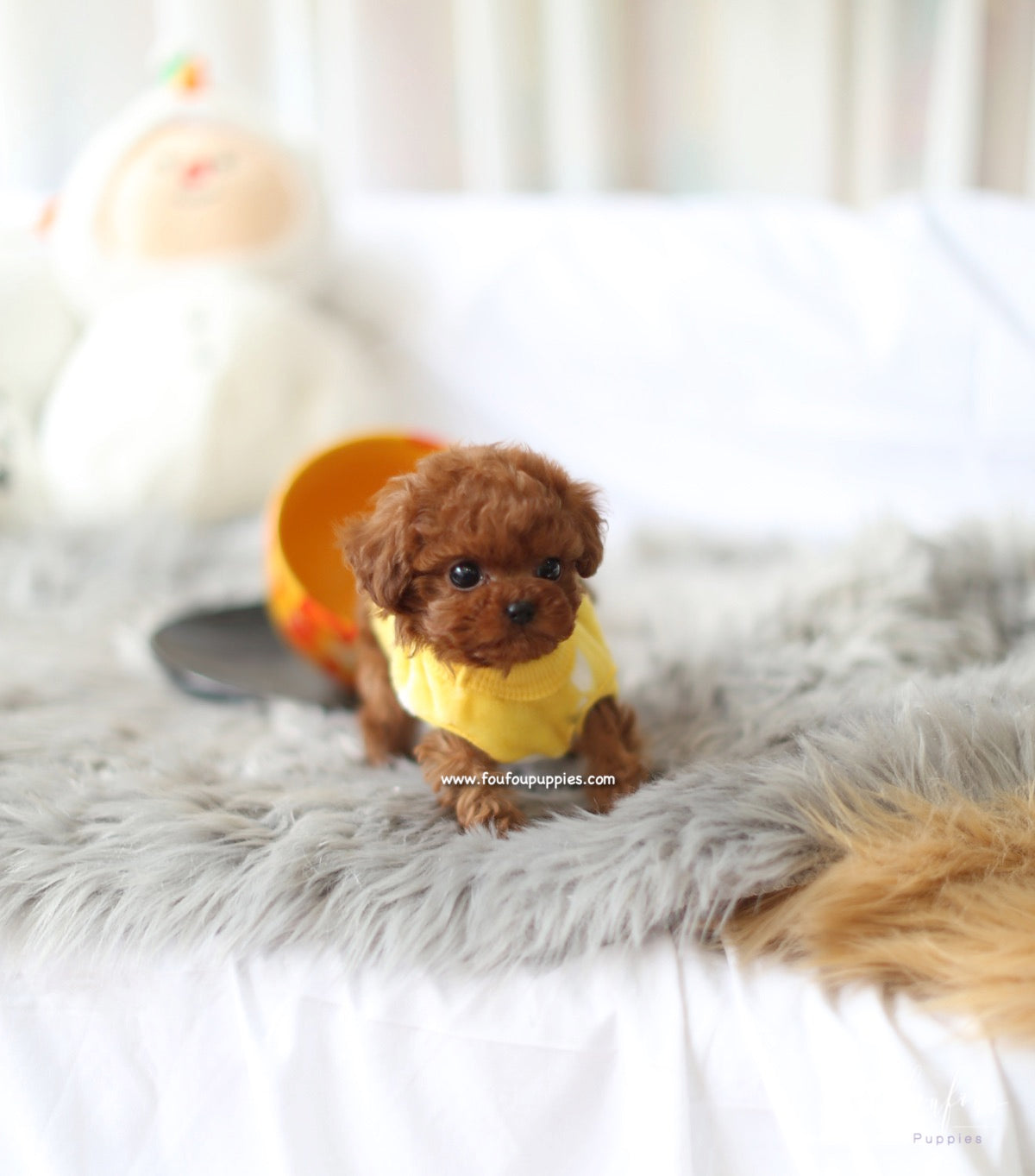 Prince - Poodle M.