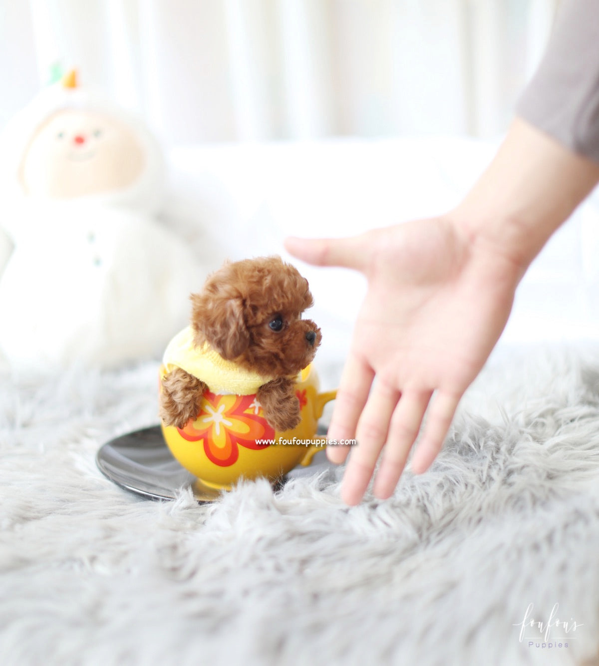 Prince - Poodle M.