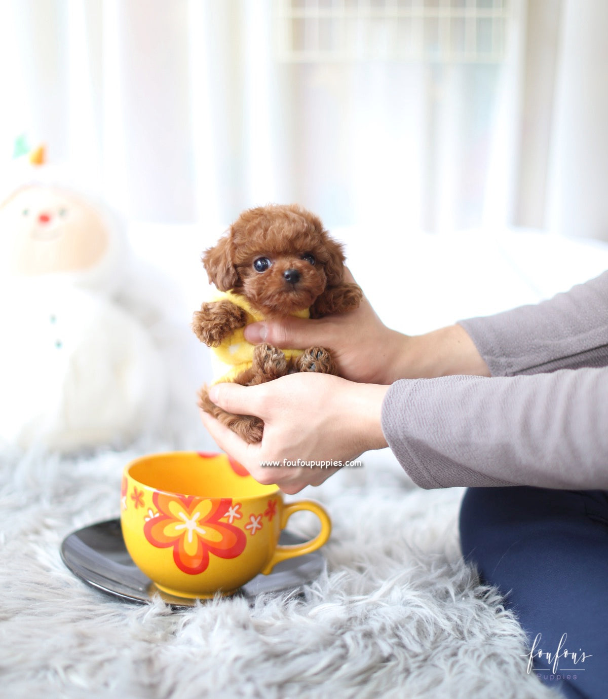 Prince - Poodle M.