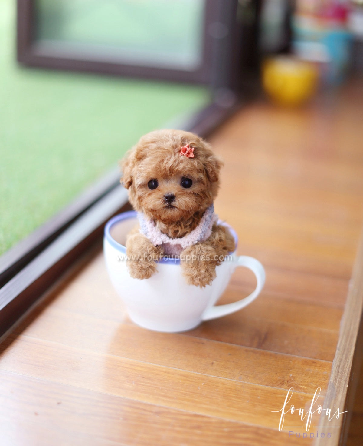 Zoey - Poodle F.