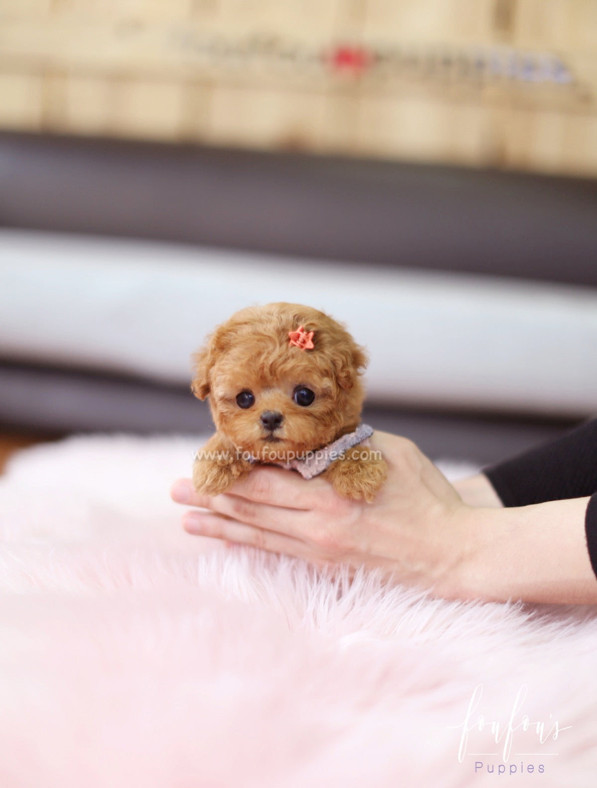 Zoey - Poodle F.