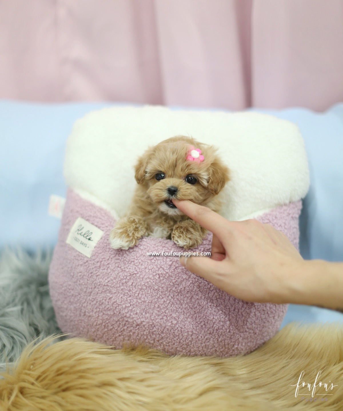 GiGi - Maltipoo F.
