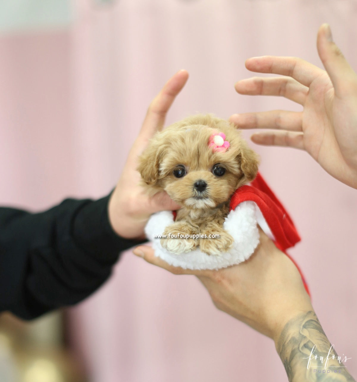 GiGi - Maltipoo F.