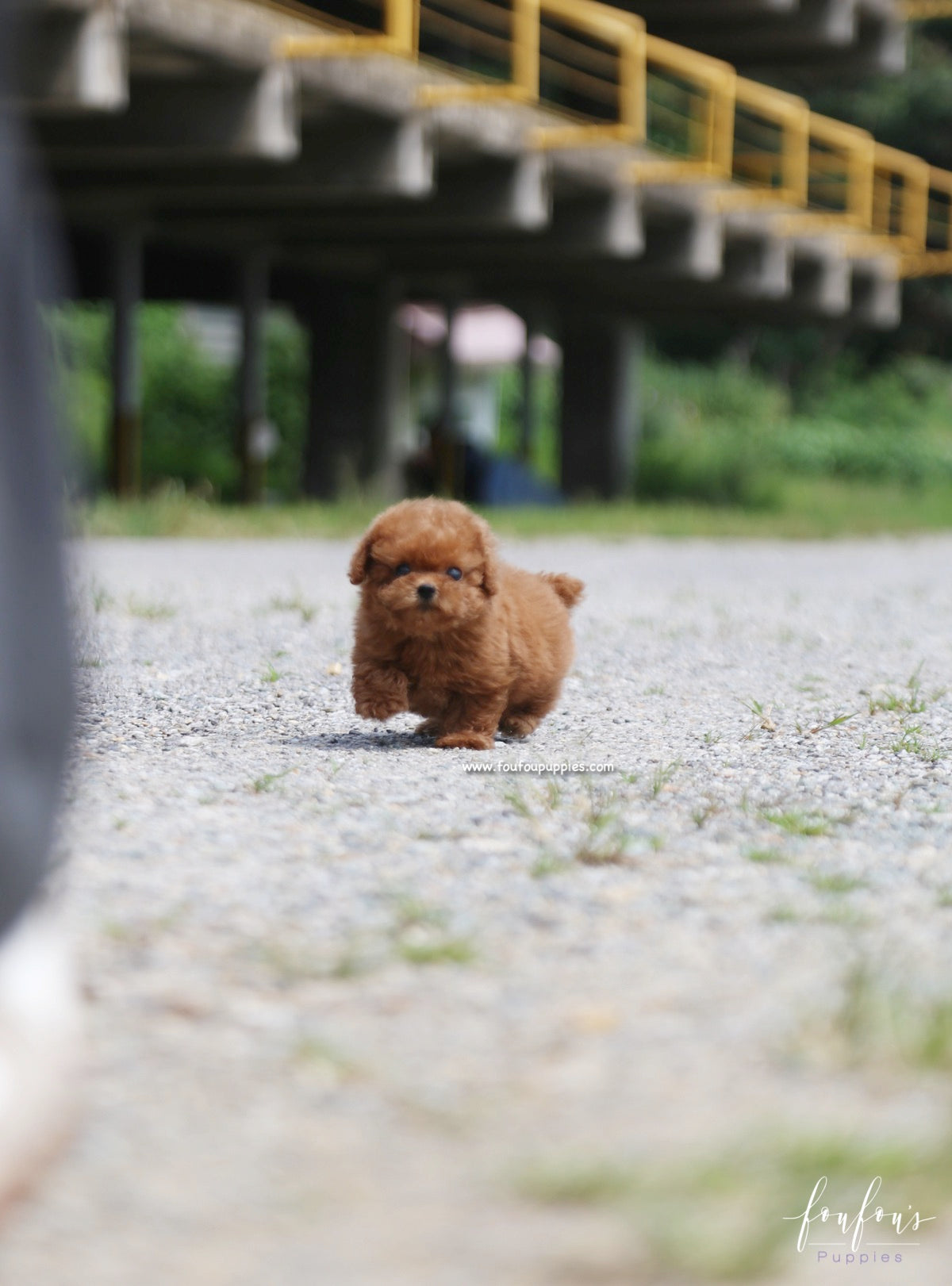 Louie - Poodle M.