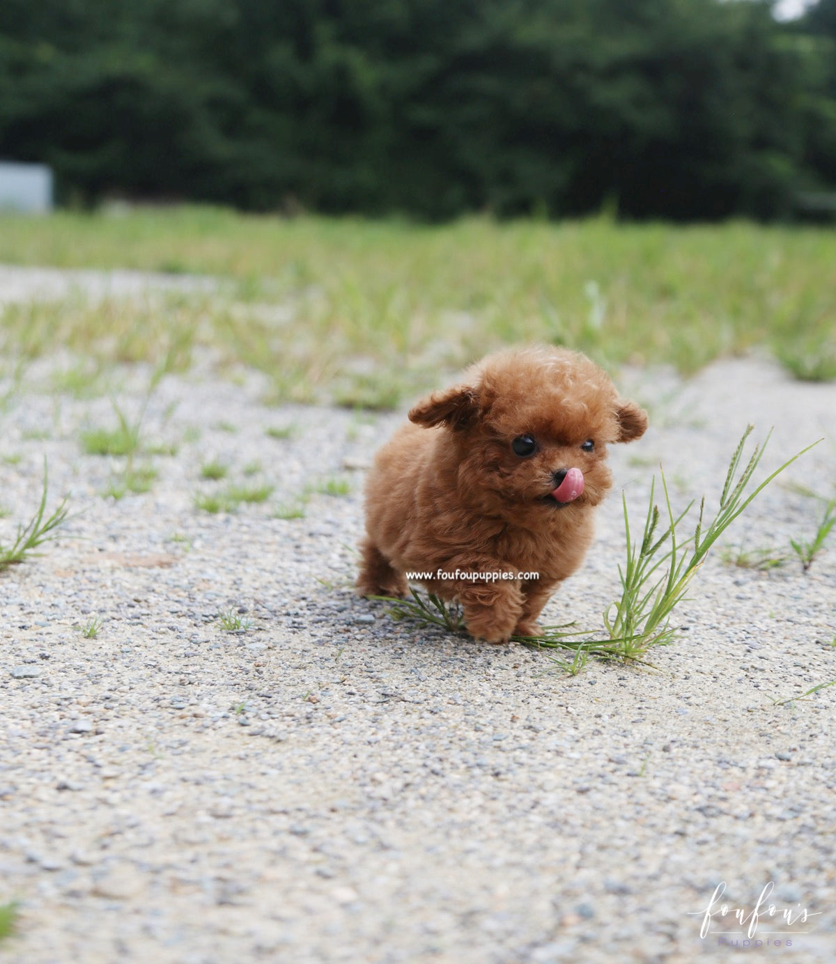 Louie - Poodle M.