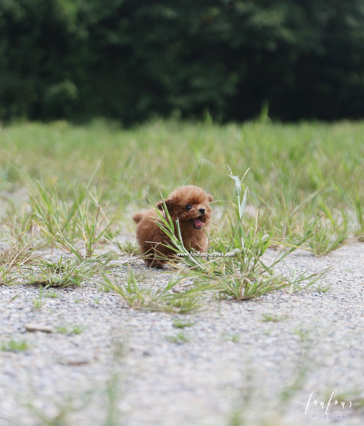 Louie - Poodle M.