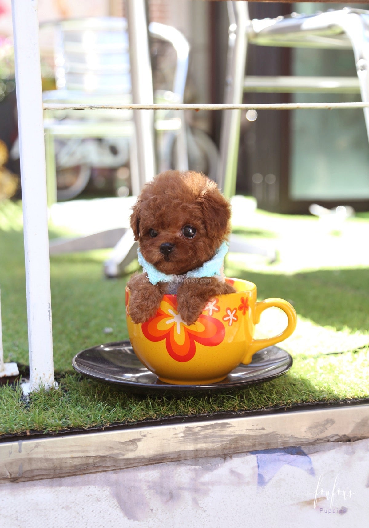 Boo - Poodle M.