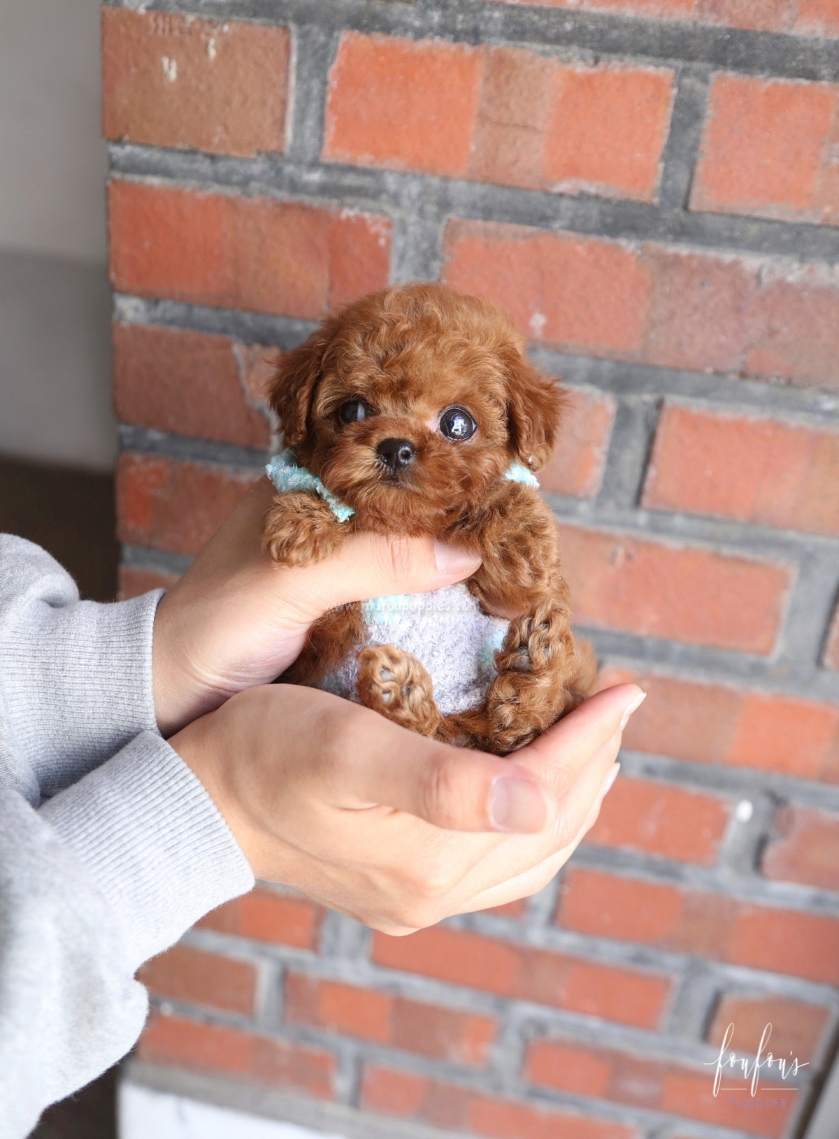 Boo - Poodle M.
