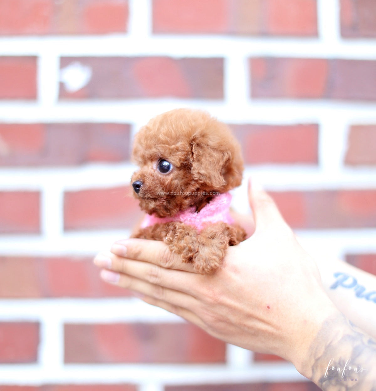 Bali - Poodle M.