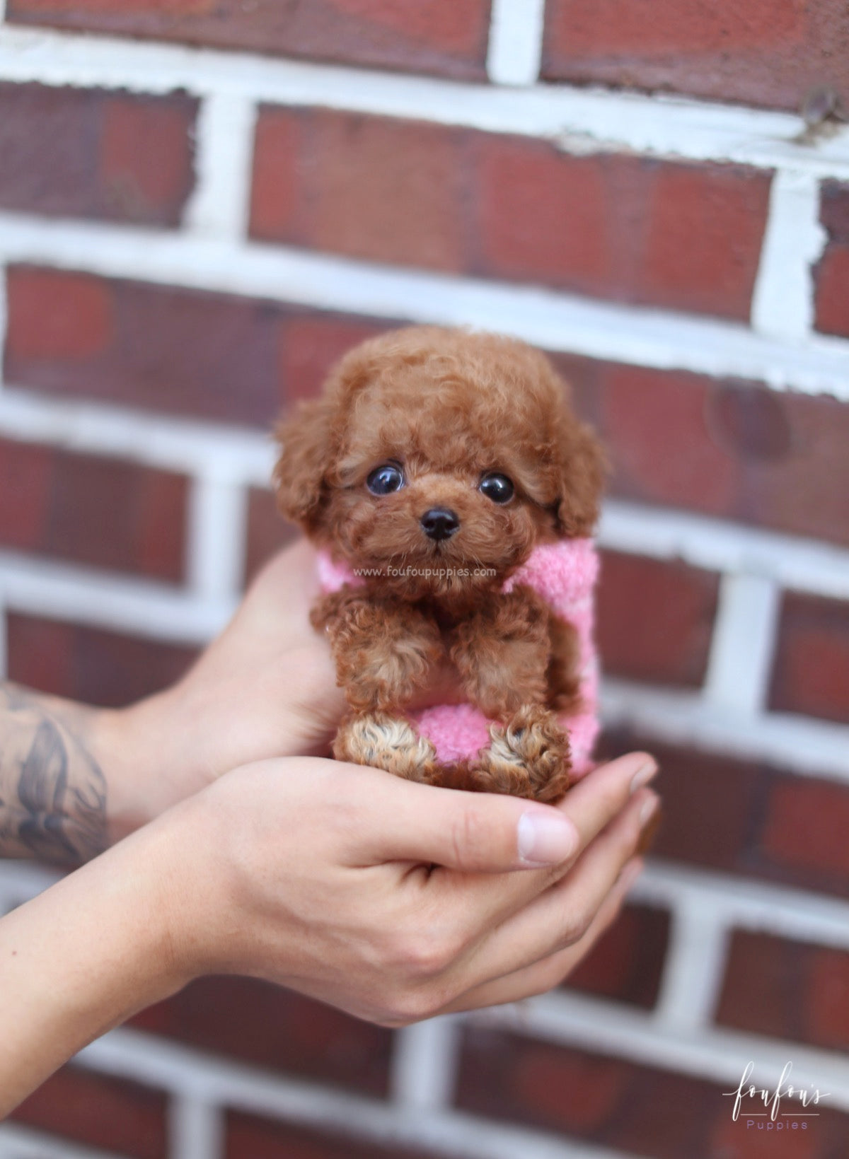 Bali - Poodle M.