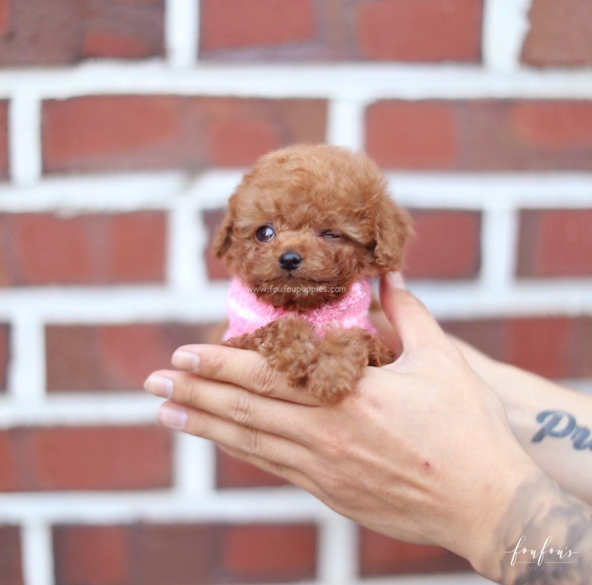 Bali - Poodle M.