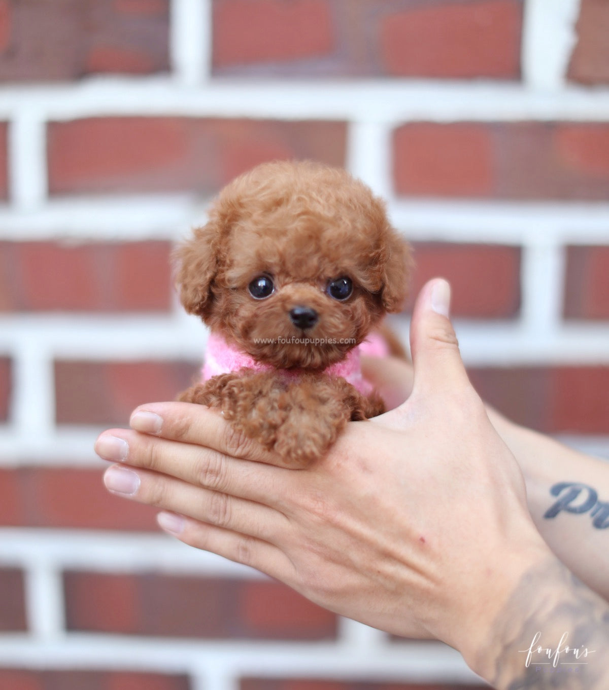 Bali - Poodle M.