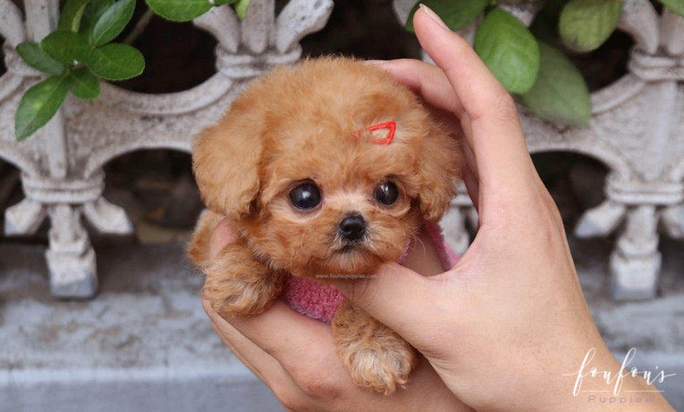 Love - Poodle F.