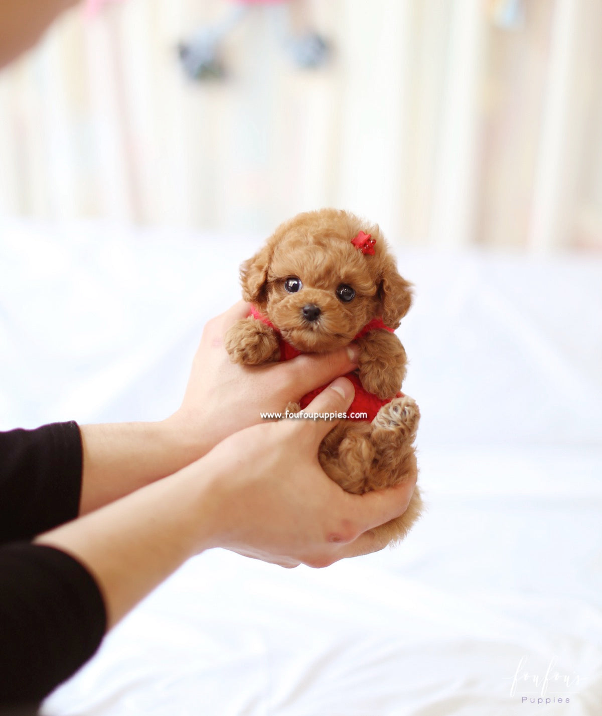Ro - Poodle F.