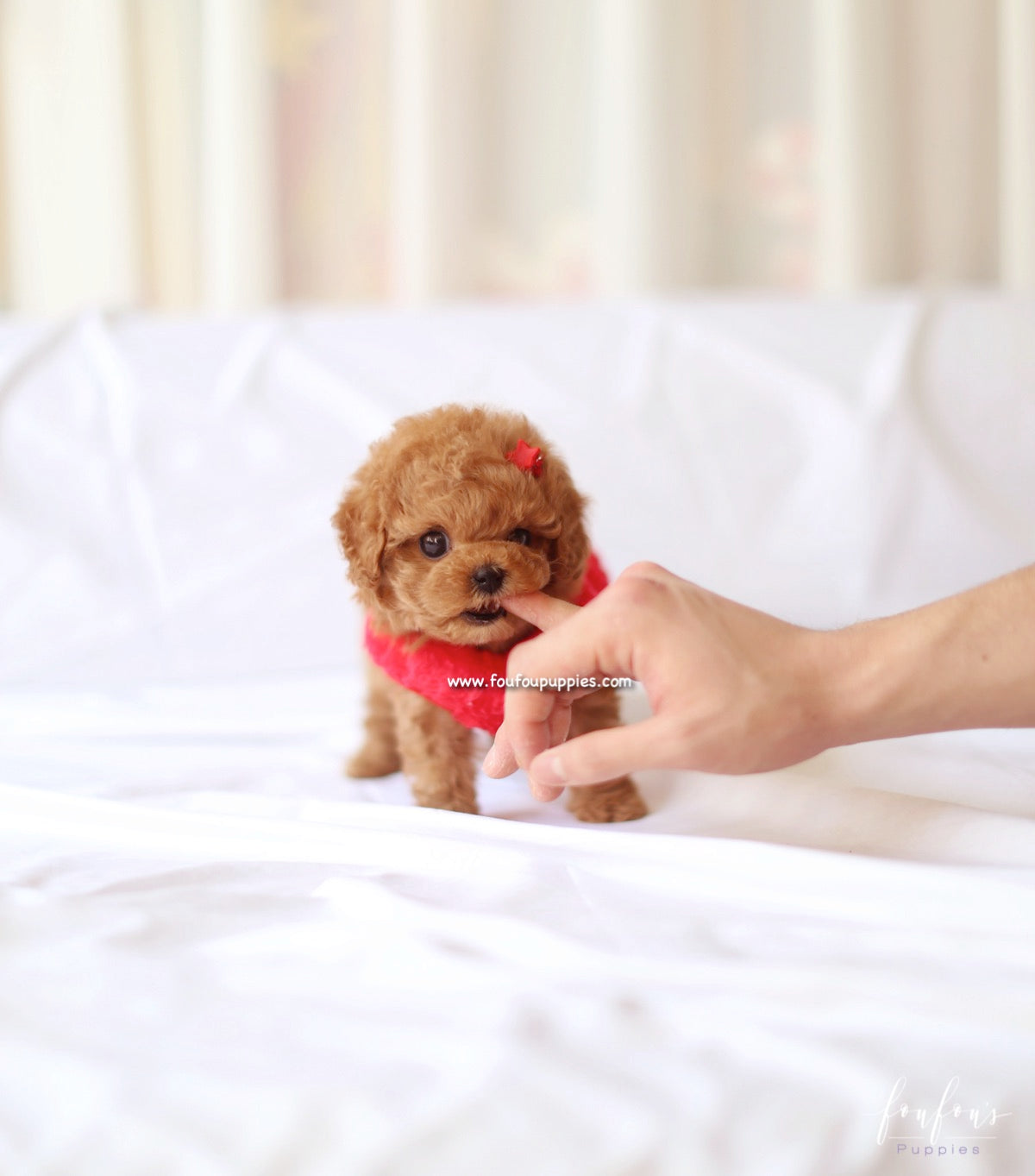 Ro - Poodle F.