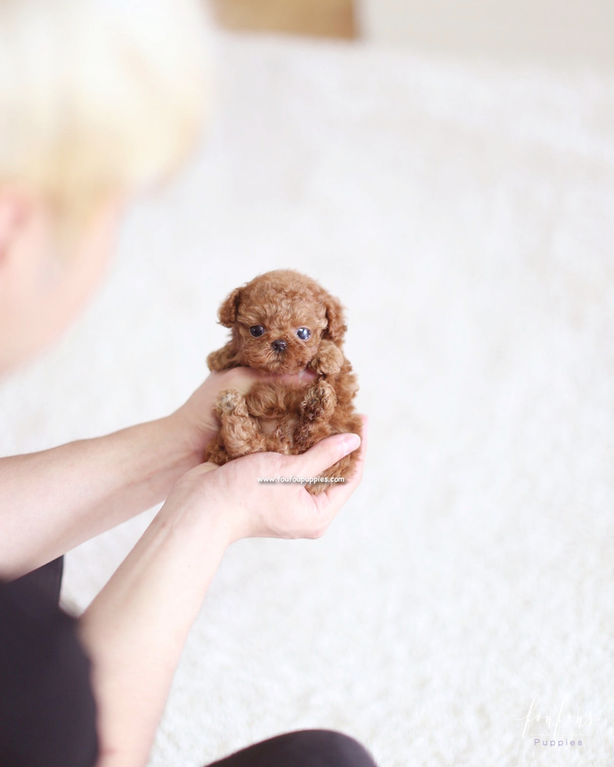 Riri - Poodle F.