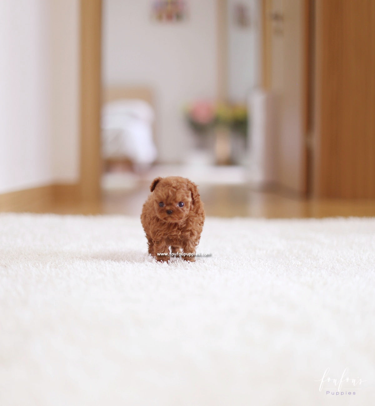 Riri - Poodle F.