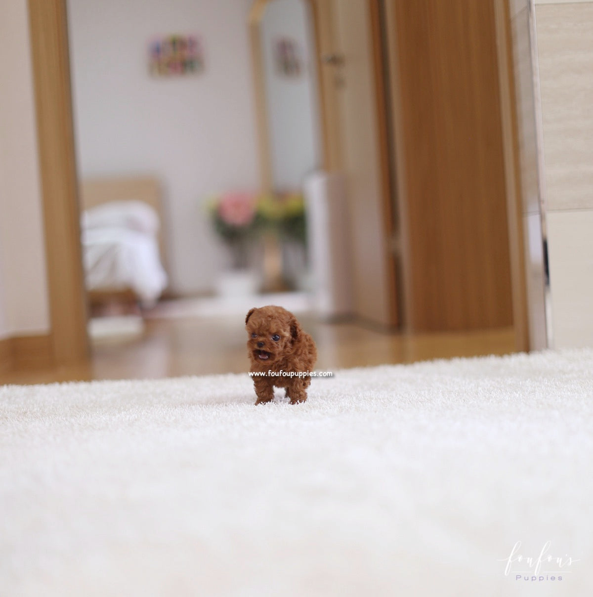 Riri - Poodle F.