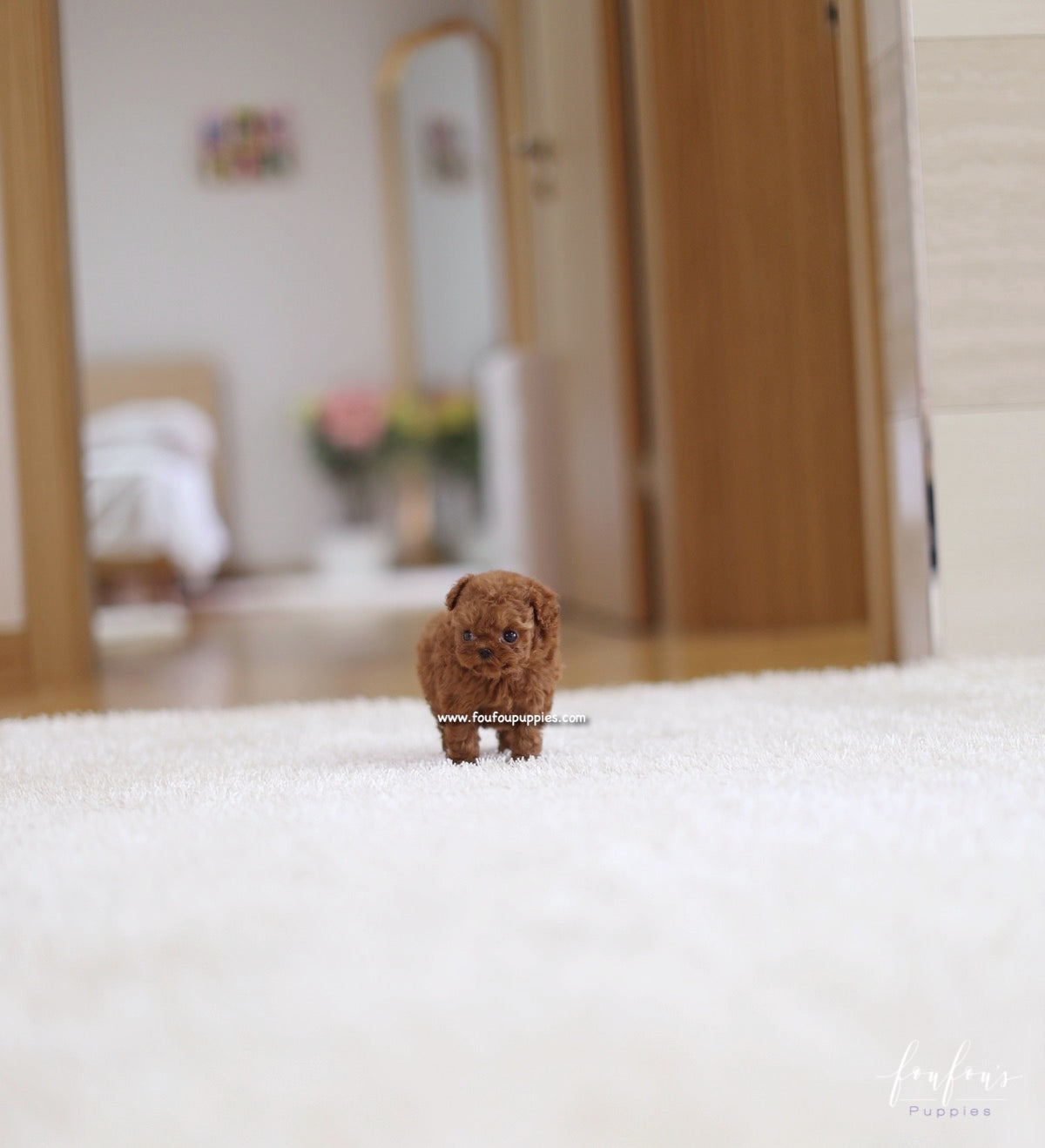Riri - Poodle F.