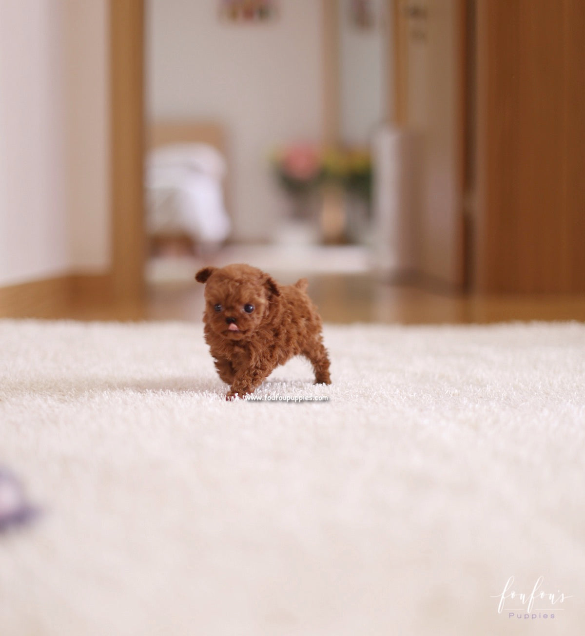 Riri - Poodle F.