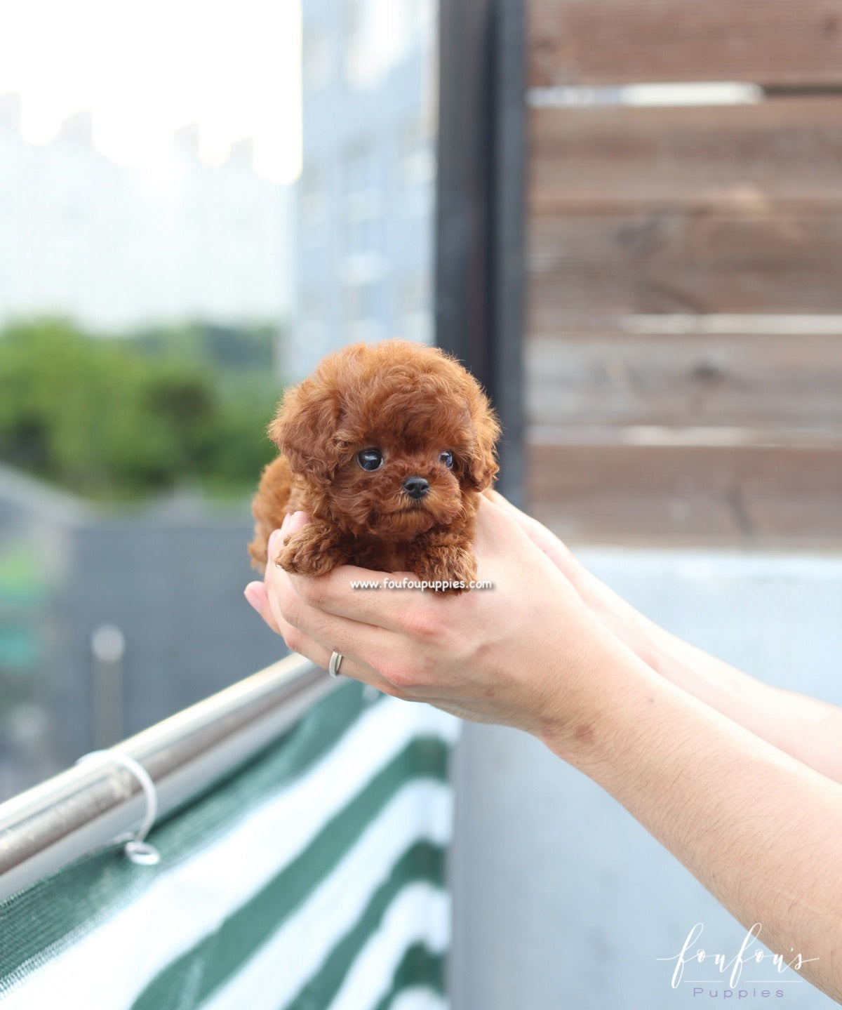 Lux - Poodle F.