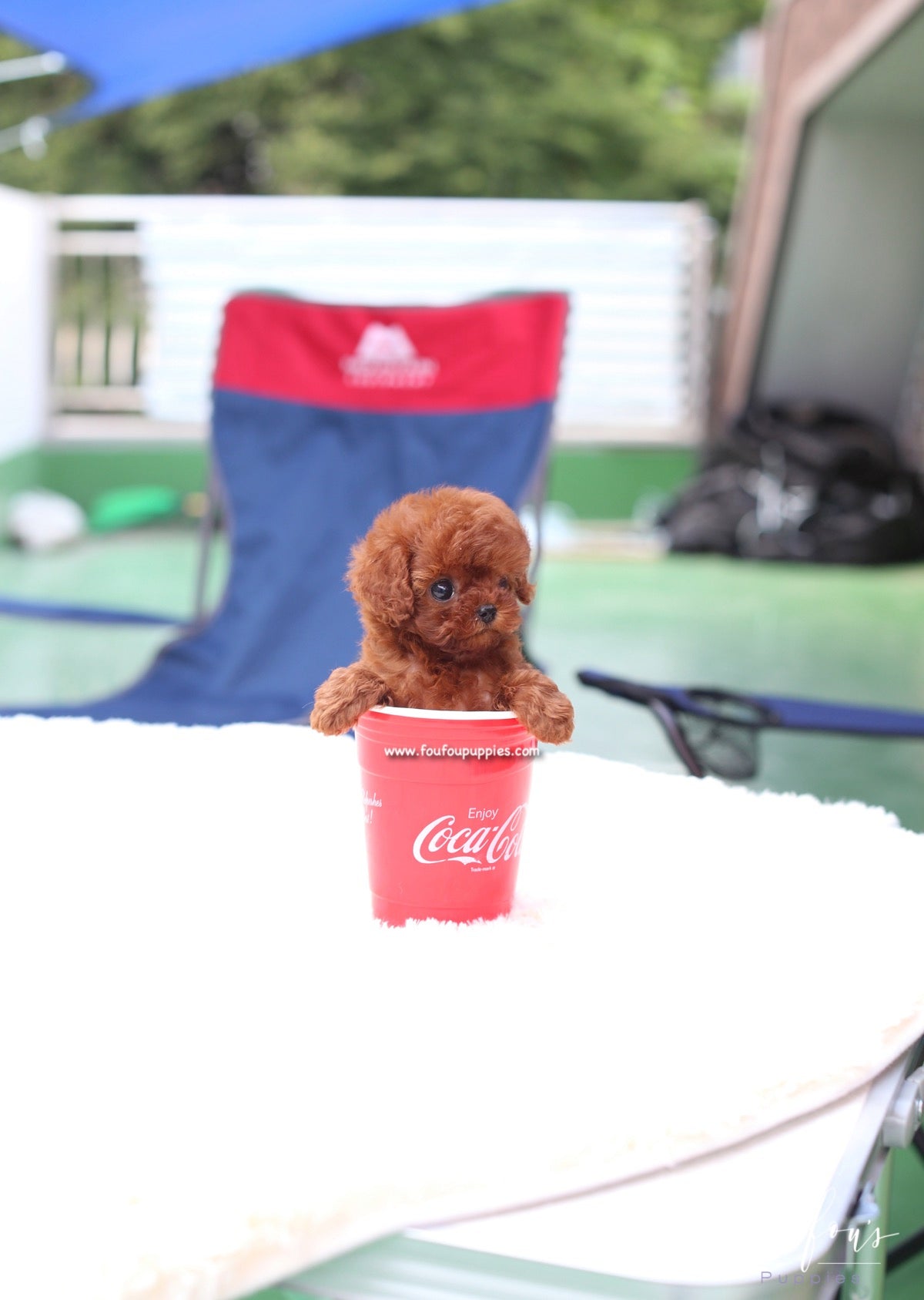 Lux - Poodle F.