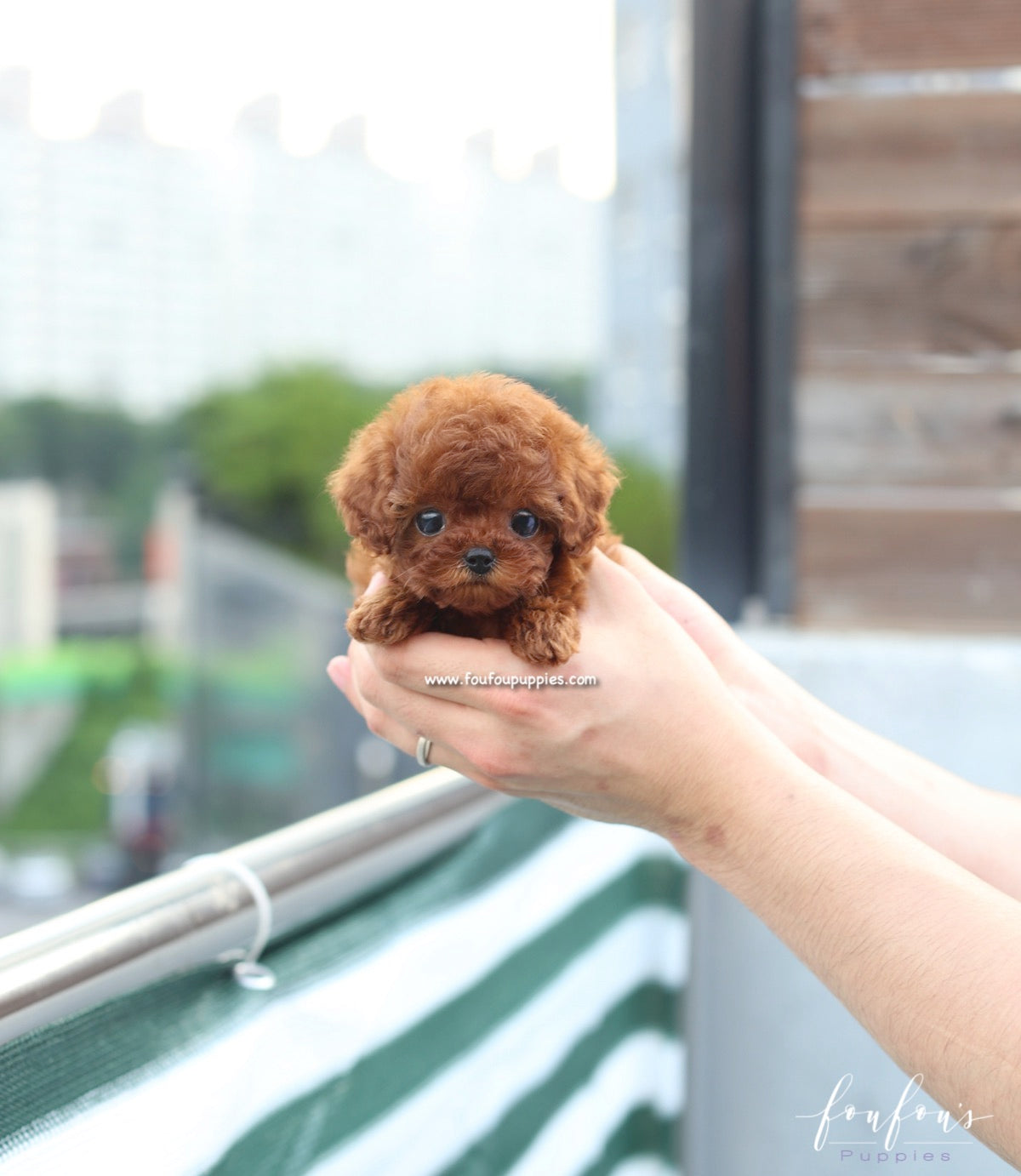 Lux - Poodle F.