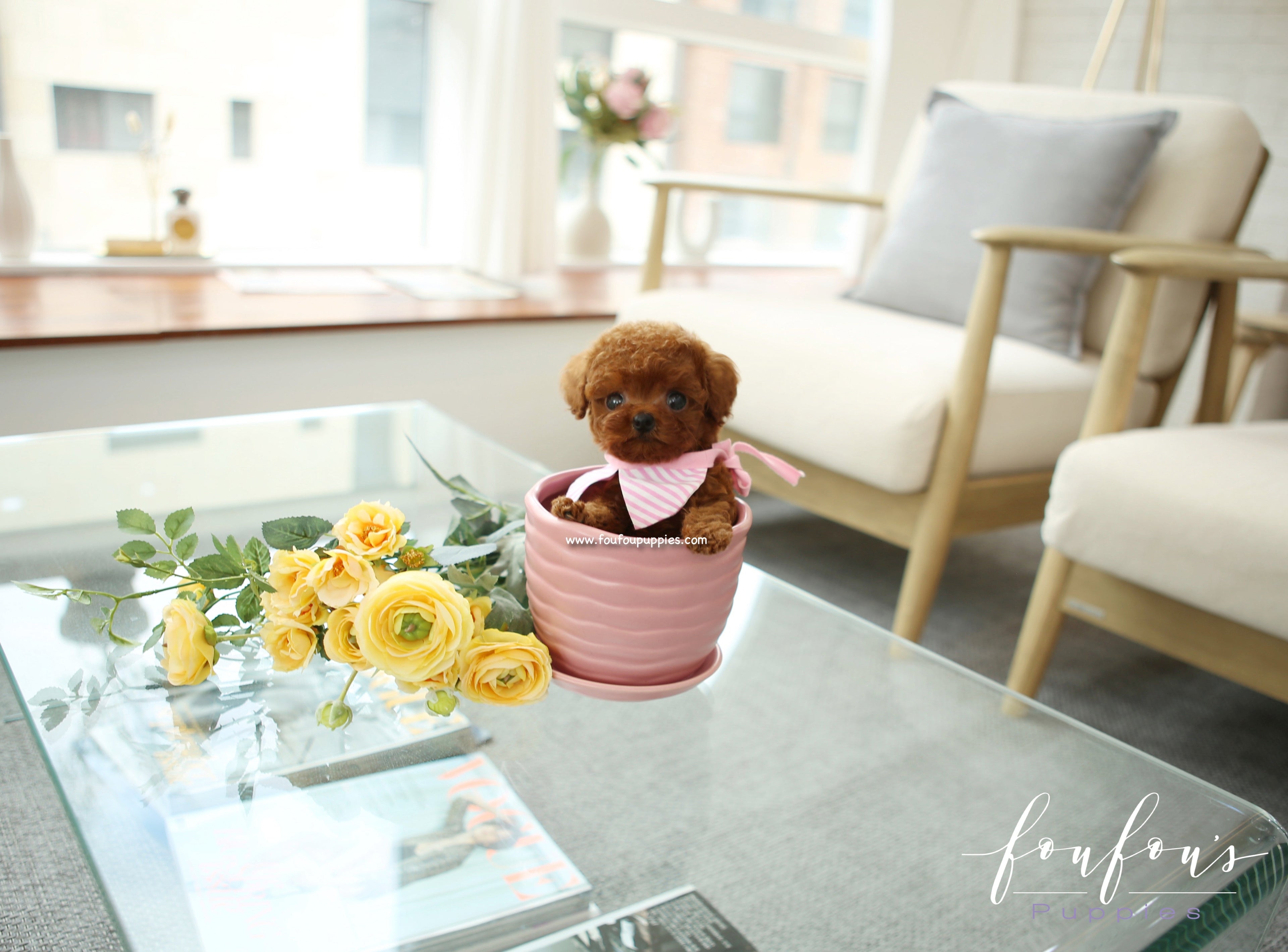 Ruby - Poodle F.