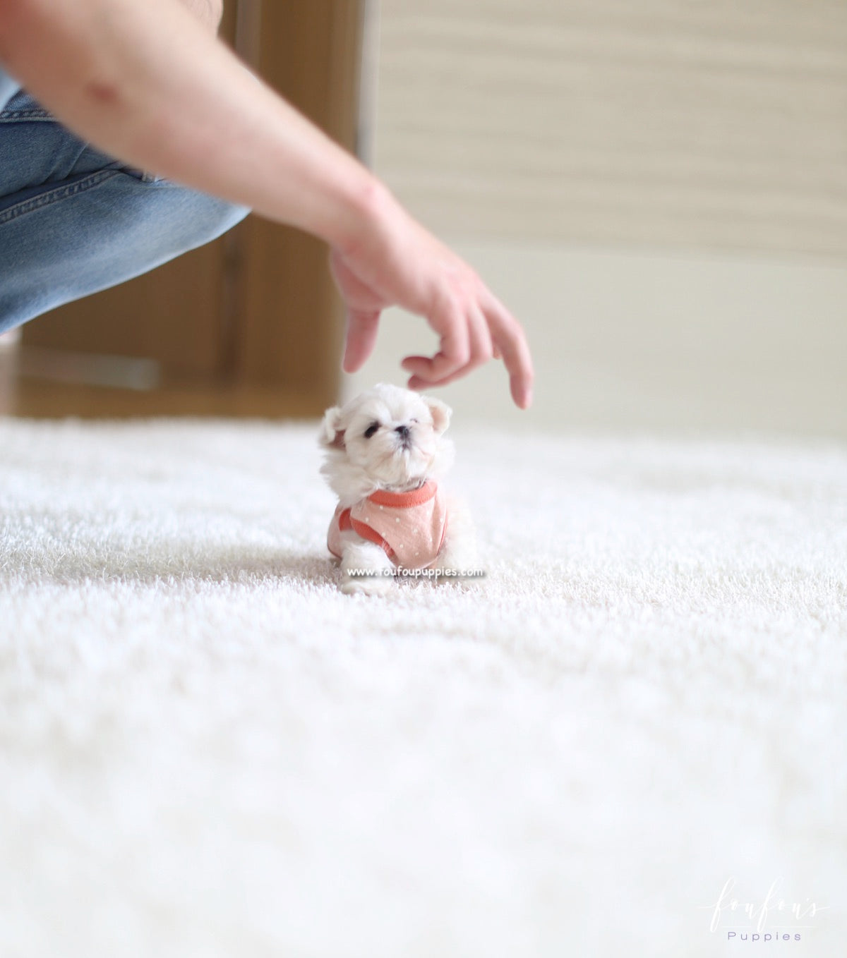 Dolly - Maltese F.