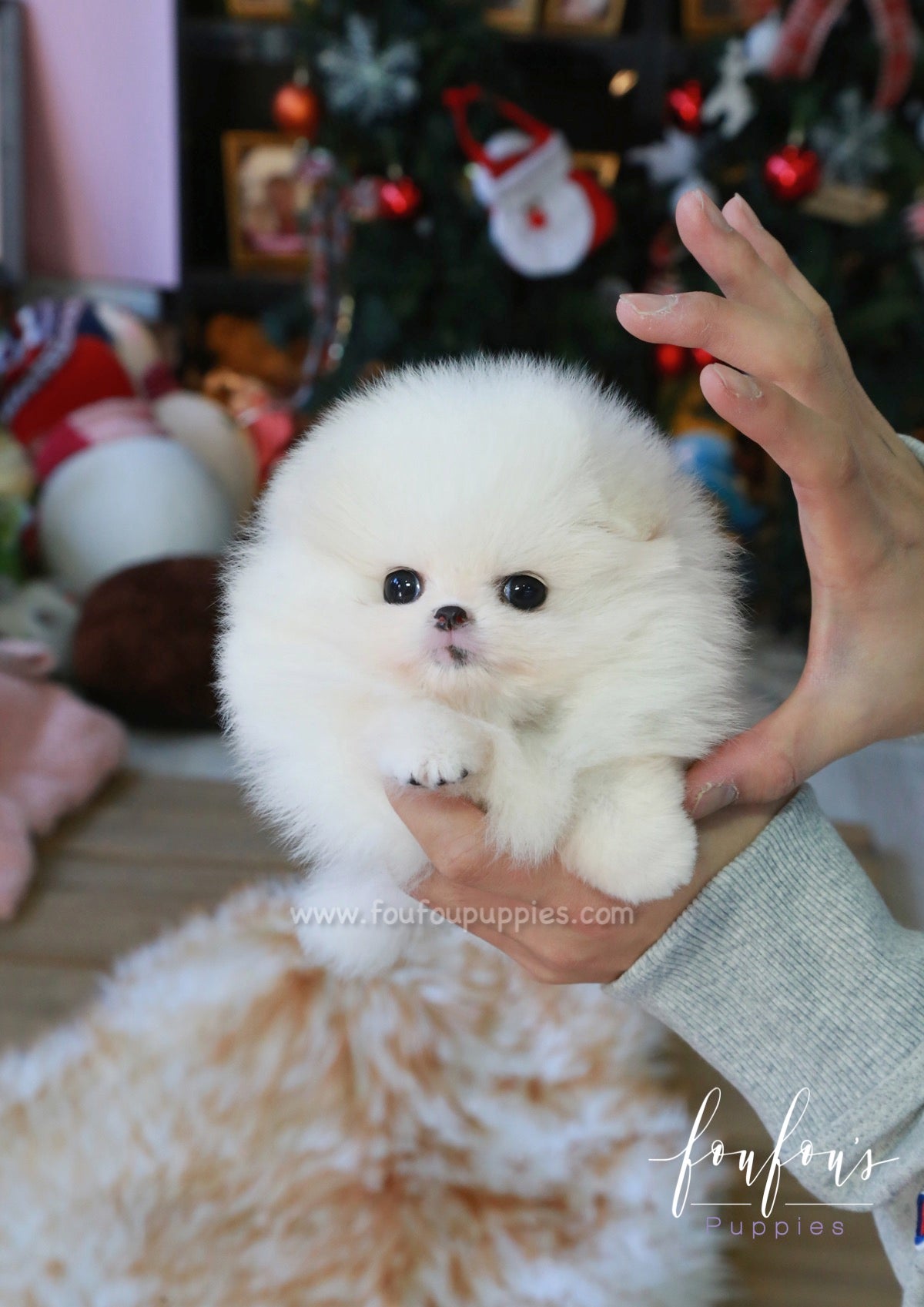 Dolce - Pomeranian F.