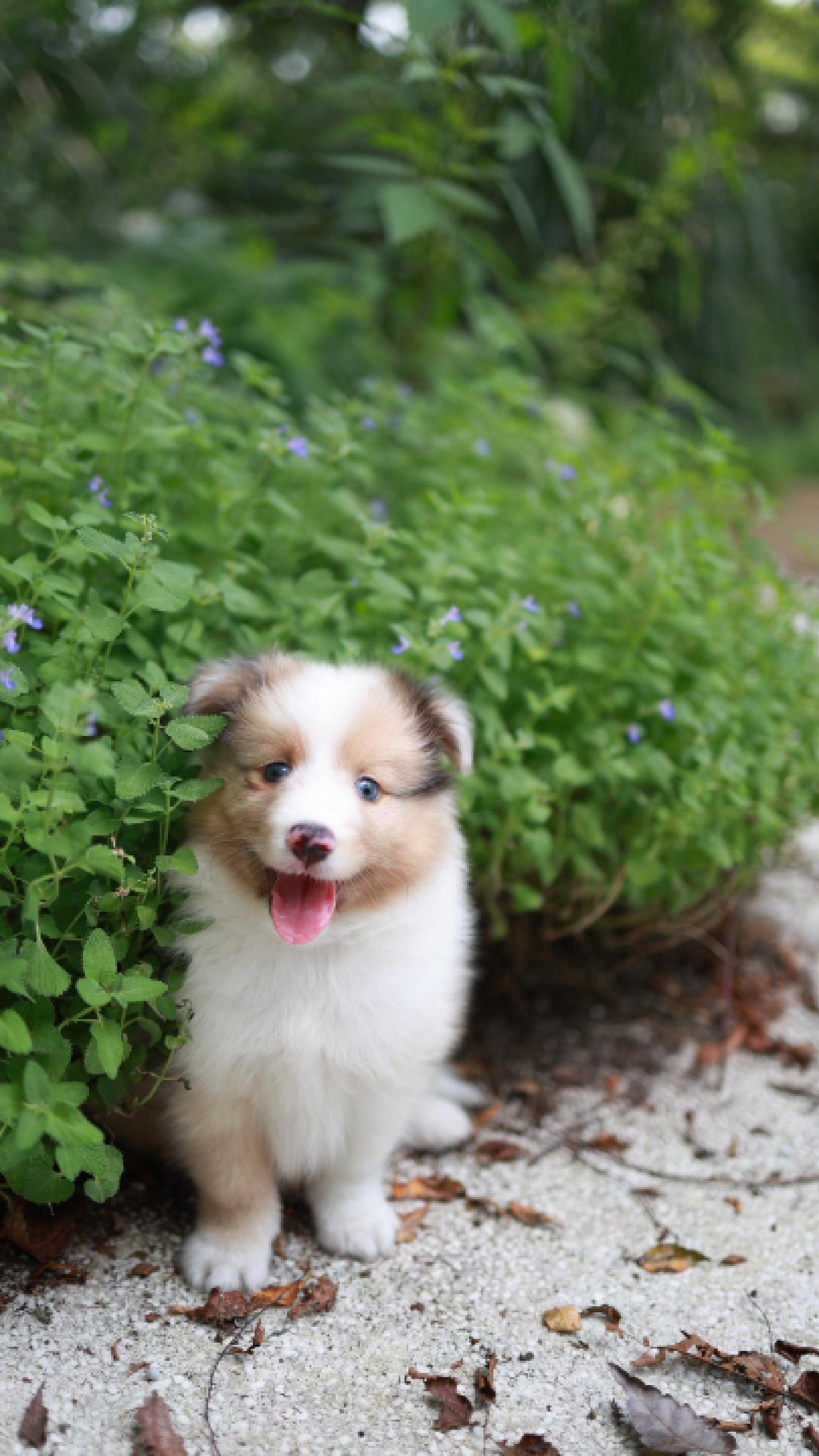 Koda - Shetland Sheepdog M.