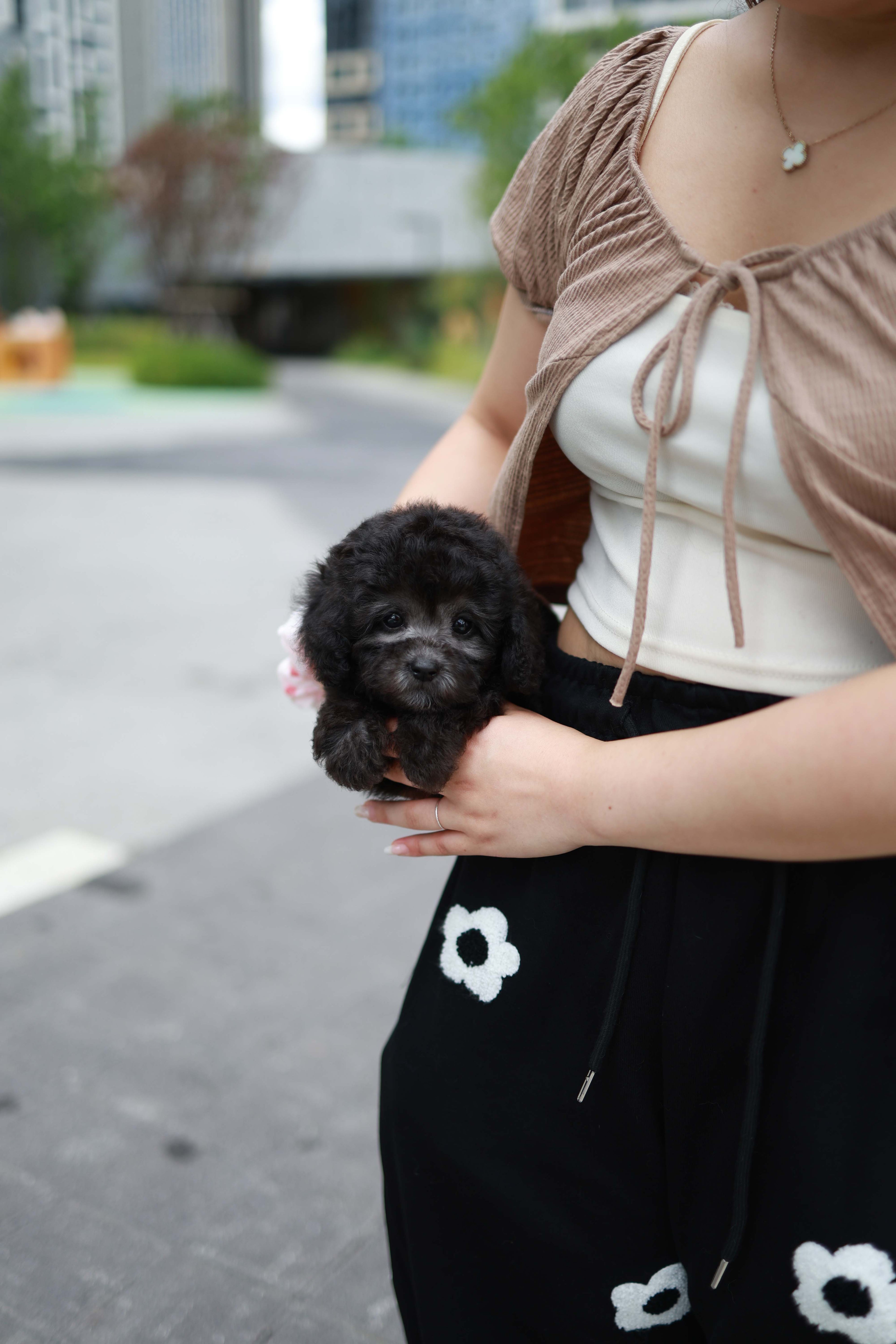 Dahlia - Poodle F.