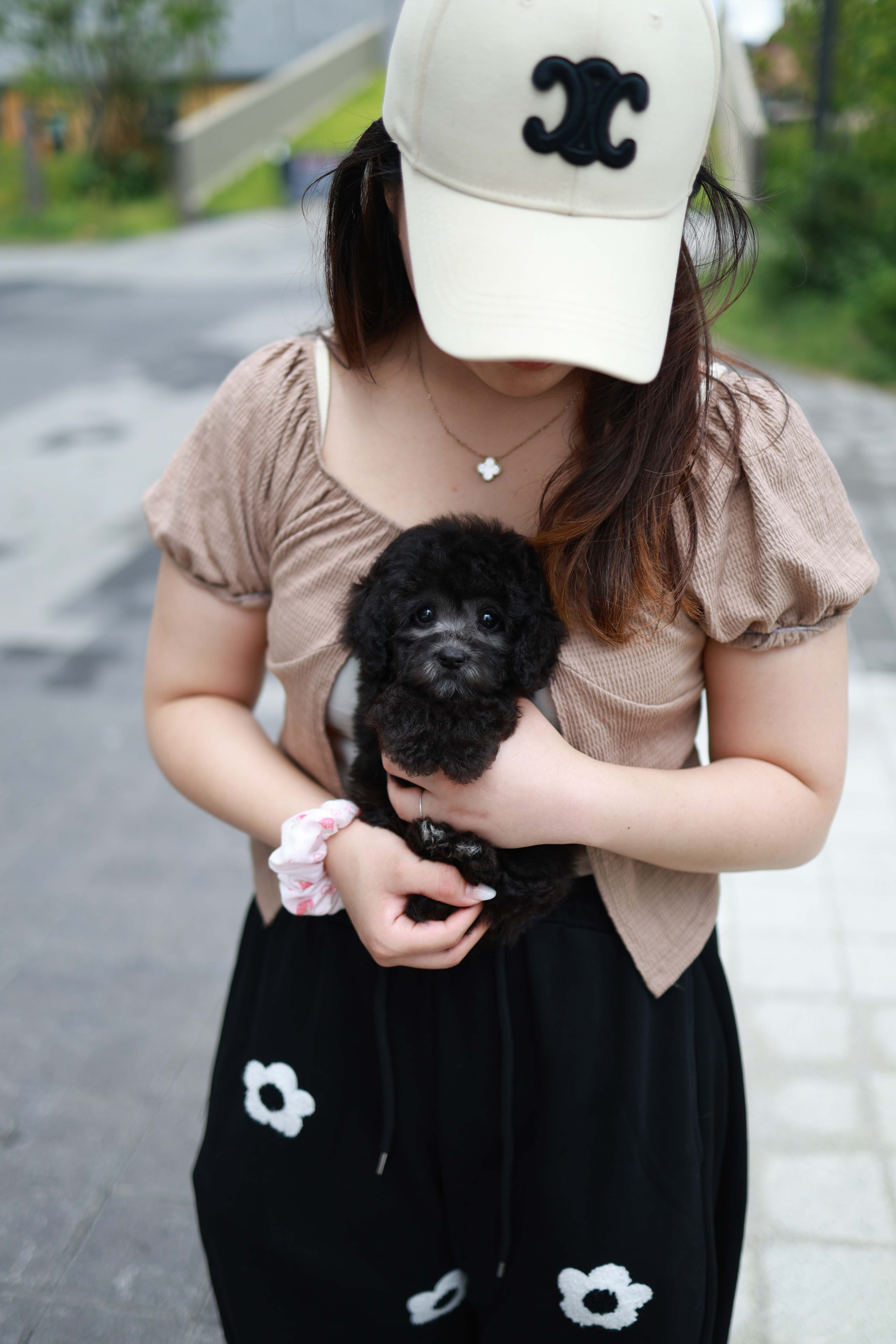 Dahlia - Poodle F.