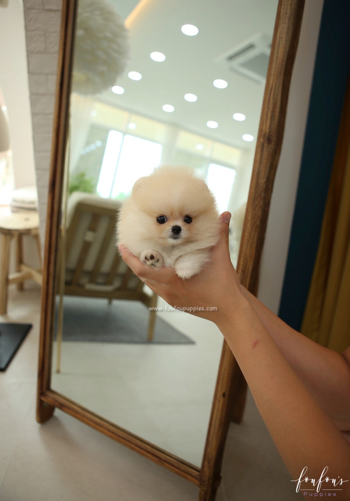 Souflé - Pomeranian F.