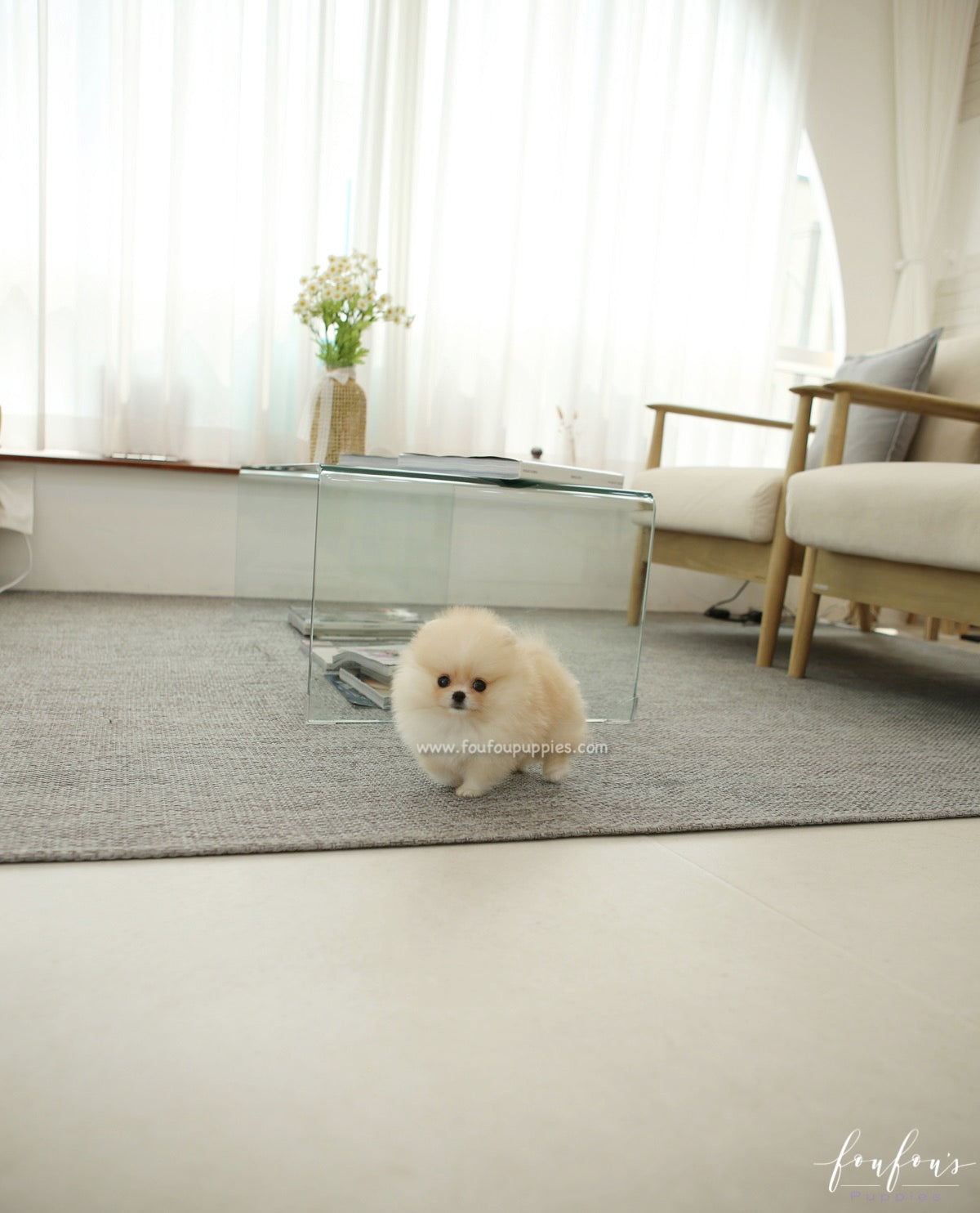 Souflé - Pomeranian F.