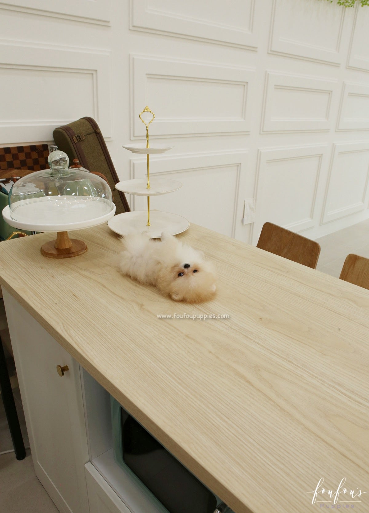 Souflé - Pomeranian F.