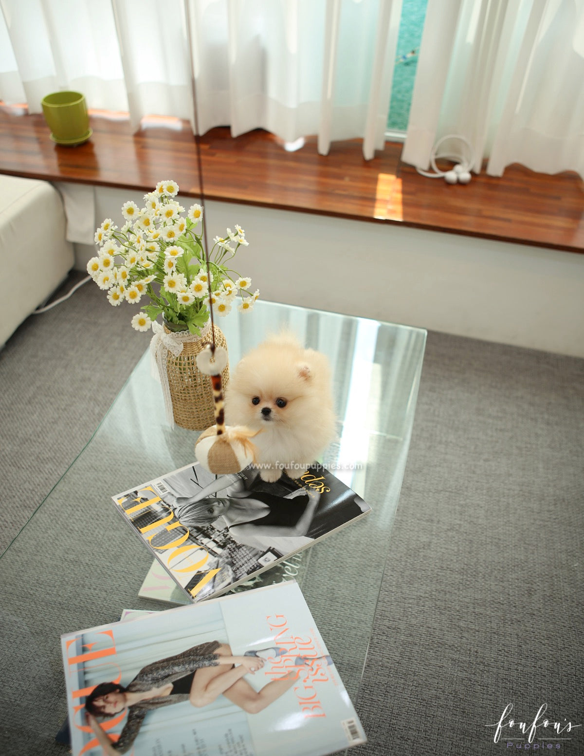 Souflé - Pomeranian F.