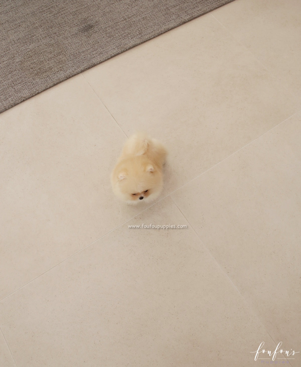 Souflé - Pomeranian F.