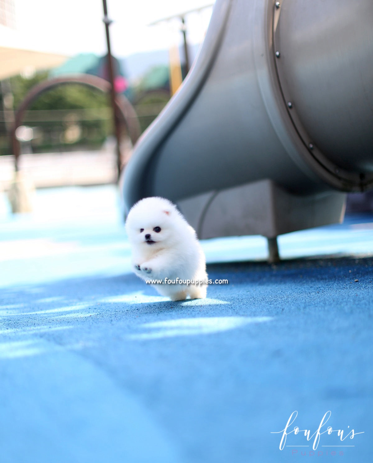 Boo - Pomeranian M.