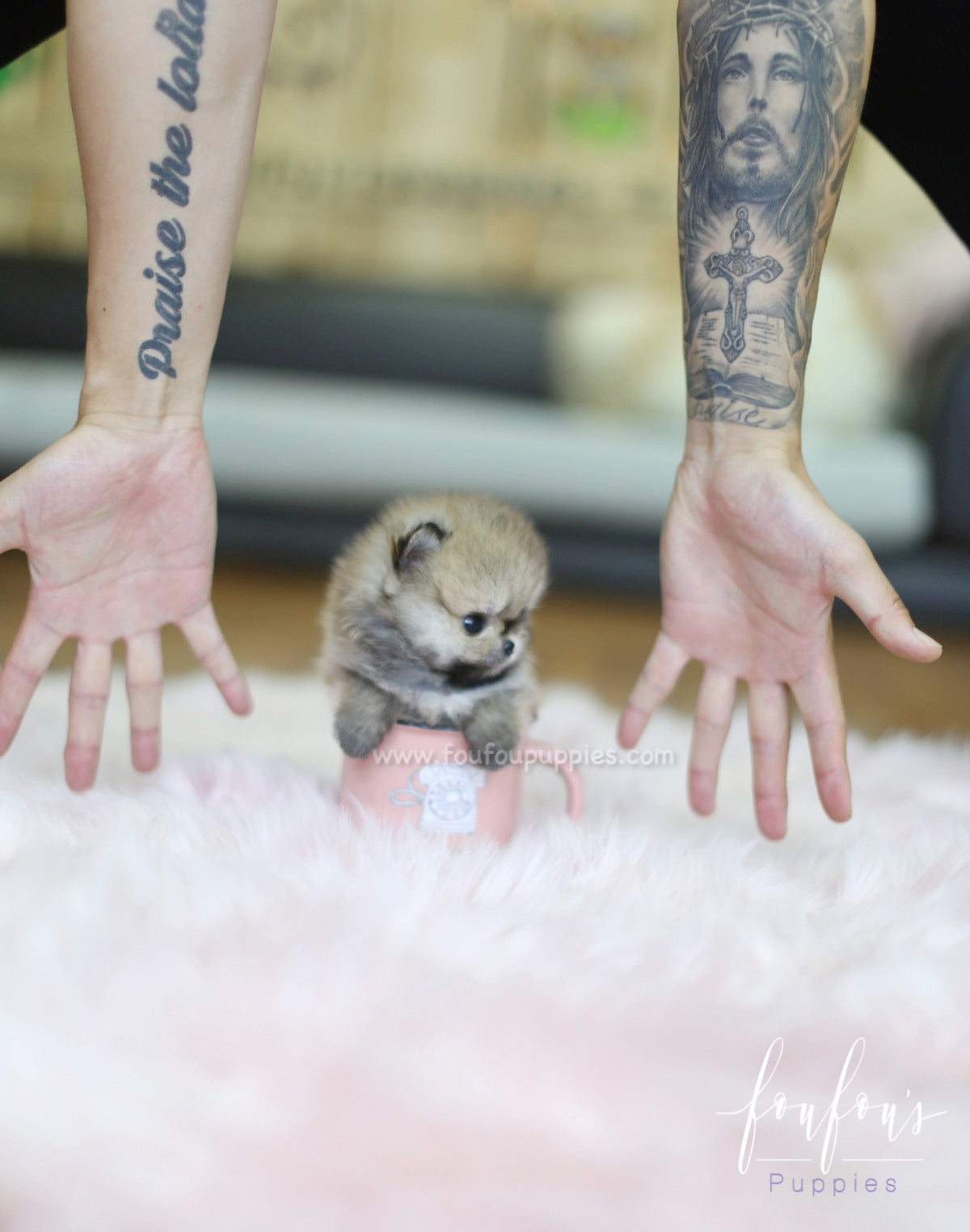 Tez - Pomeranian M.