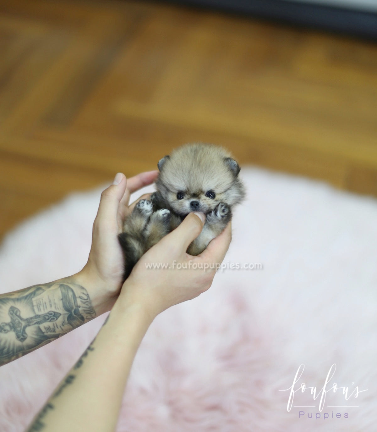 Tez - Pomeranian M.