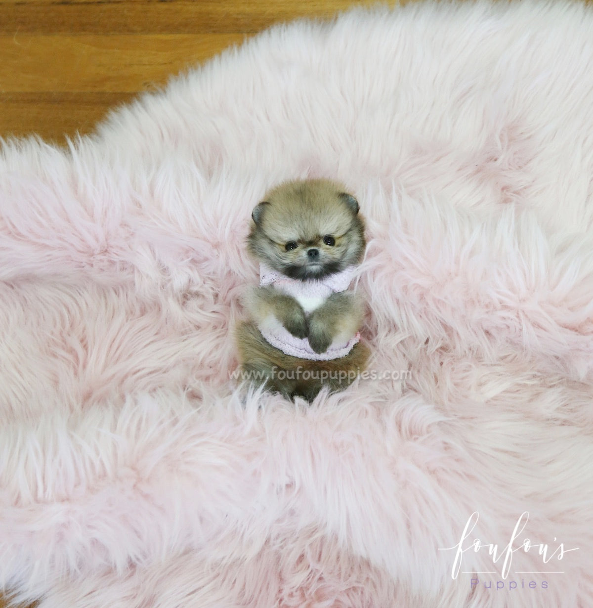 Tez - Pomeranian M.