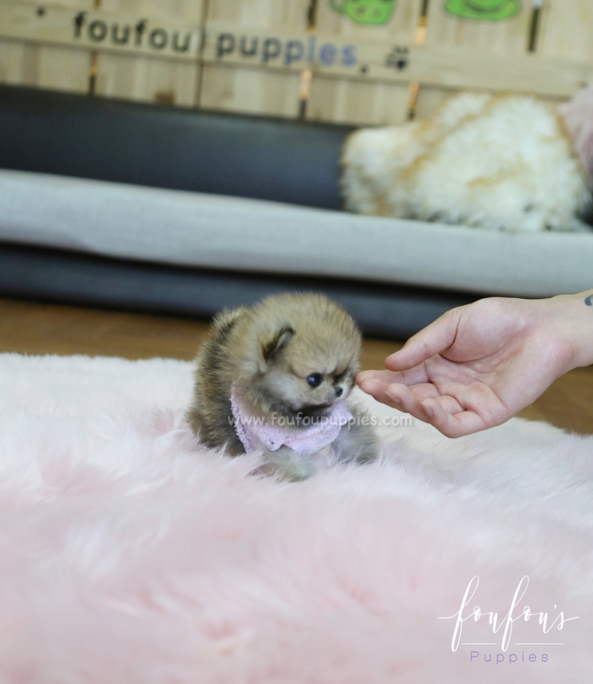 Tez - Pomeranian M.