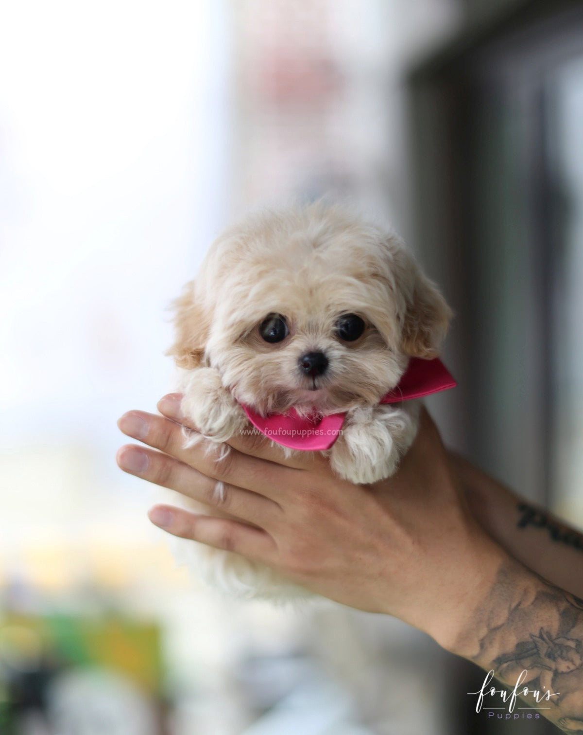 Celine - Maltipoo F.