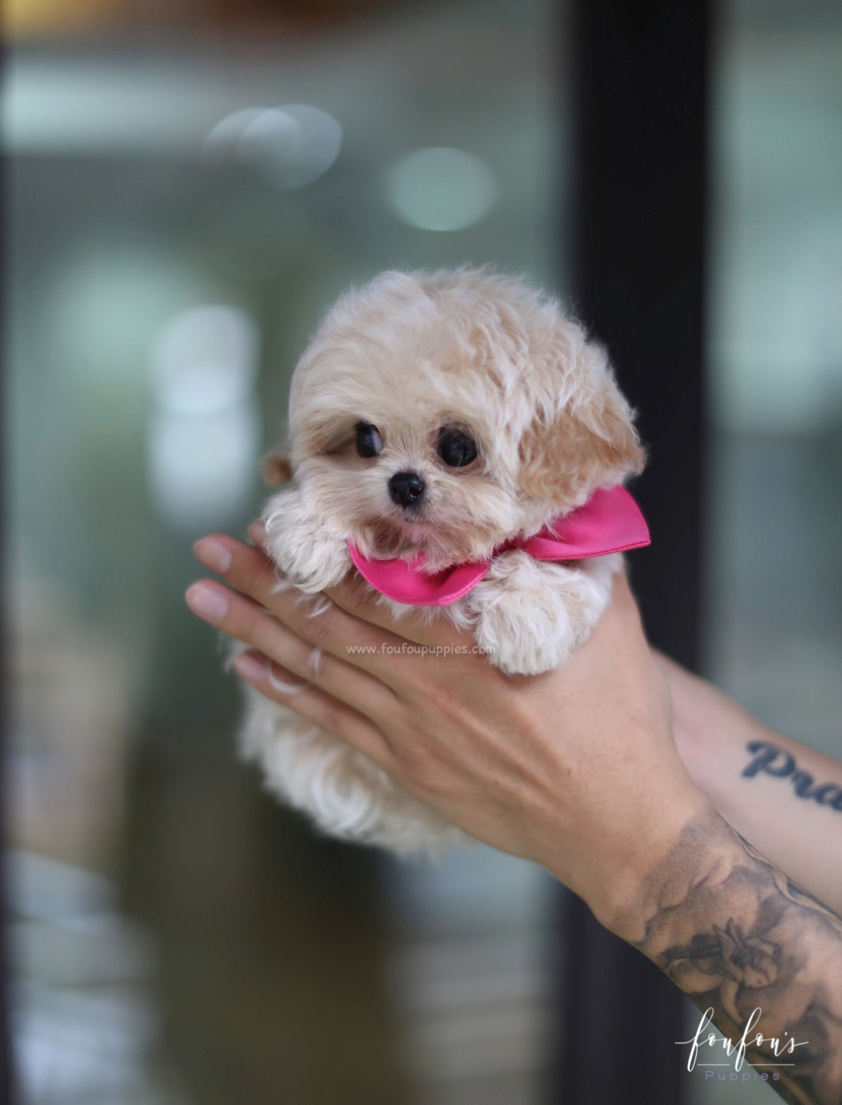Celine - Maltipoo F.