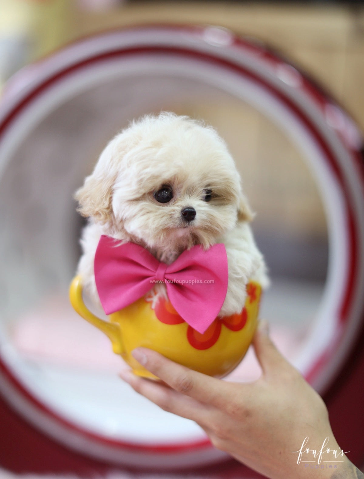 Celine - Maltipoo F.