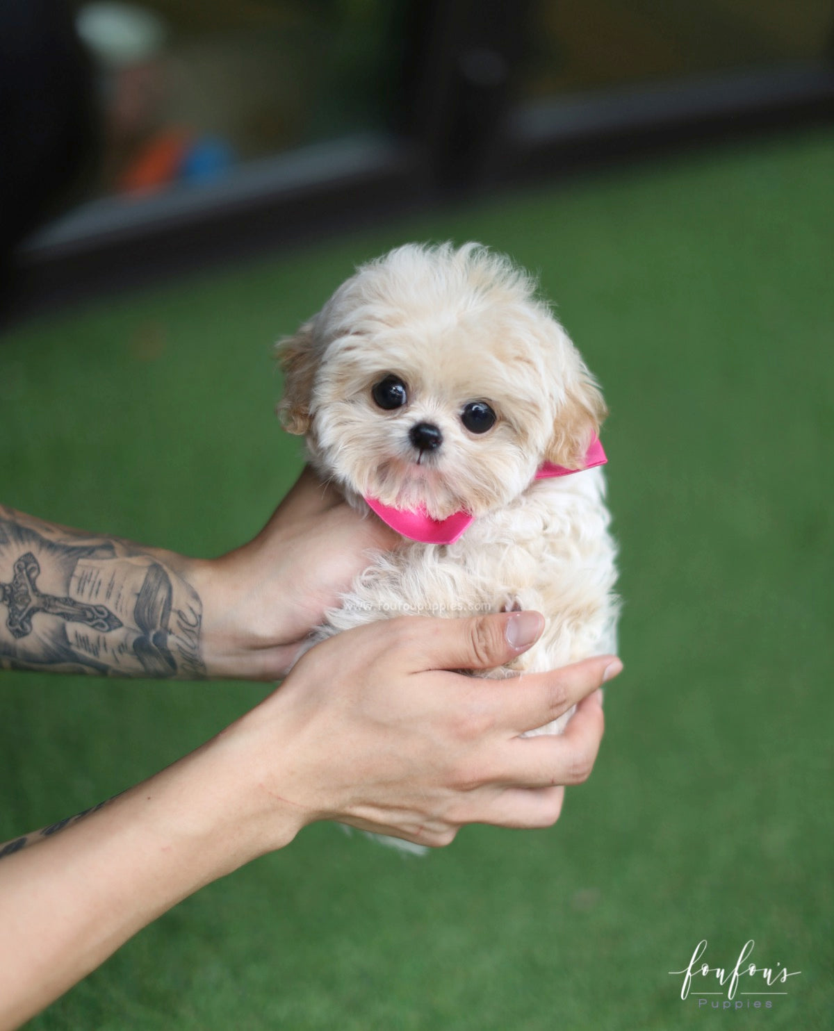 Celine - Maltipoo F.