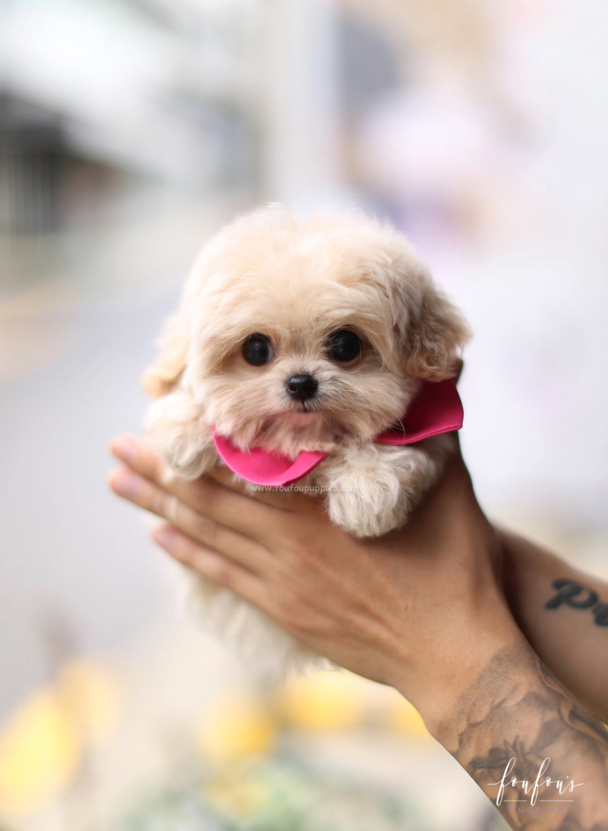 Celine - Maltipoo F.